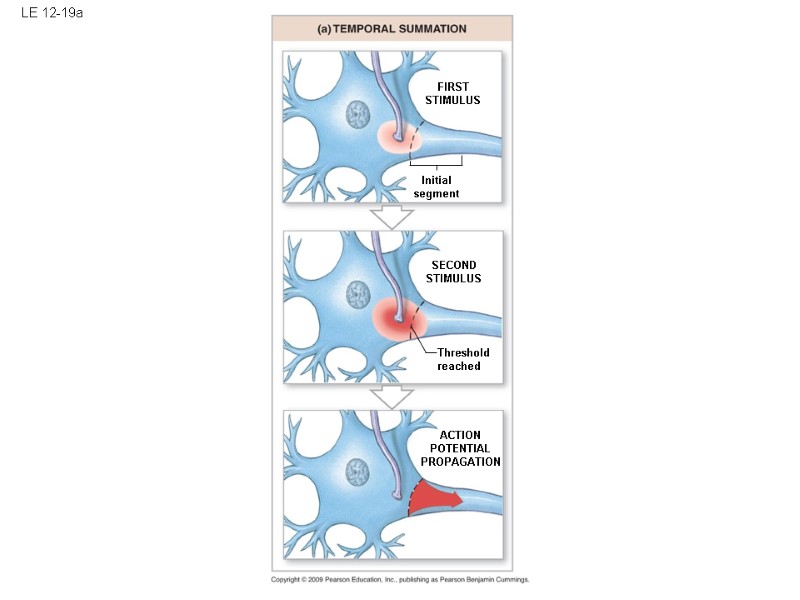 LE 12-19a ACTION POTENTIAL PROPAGATION FIRST STIMULUS SECOND STIMULUS Threshold reached Initial segment